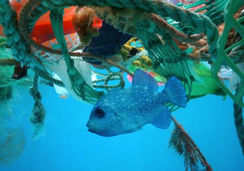 a fish swimming in the ocean surrounded by garbage