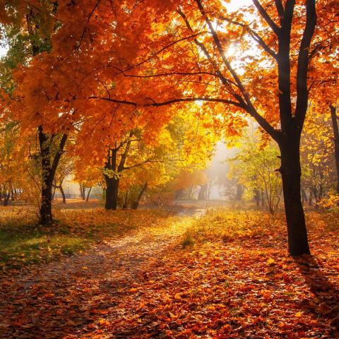 Trees in fall with orange, yellow, and red leaves